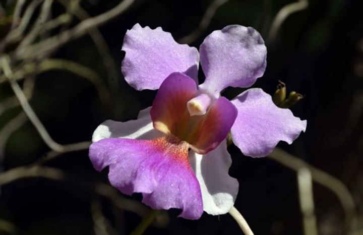 0414 jardin botanico cienfuegos2