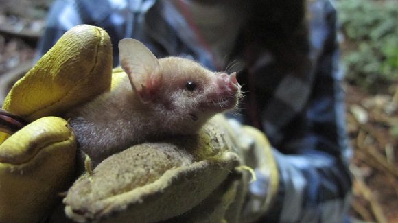 Murciélagos de Cuba: Aliados en las sombras Murciélagos de Cuba: Aliados en las sombras