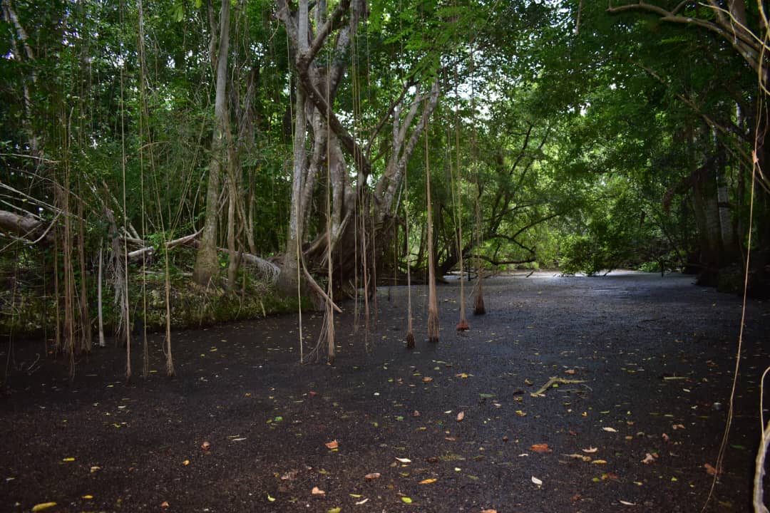 Sábalos del Jiquí Sábalos del Jiquí