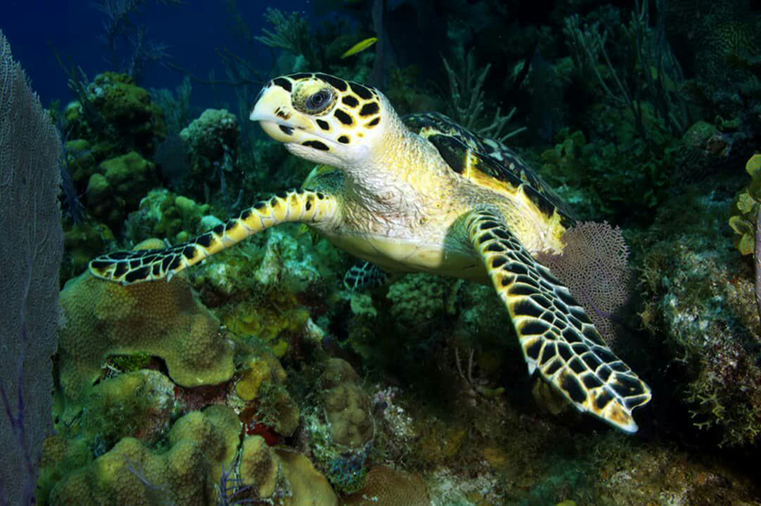 Parque Nacional Jardines de la Reina Parque Nacional Jardines de la Reina