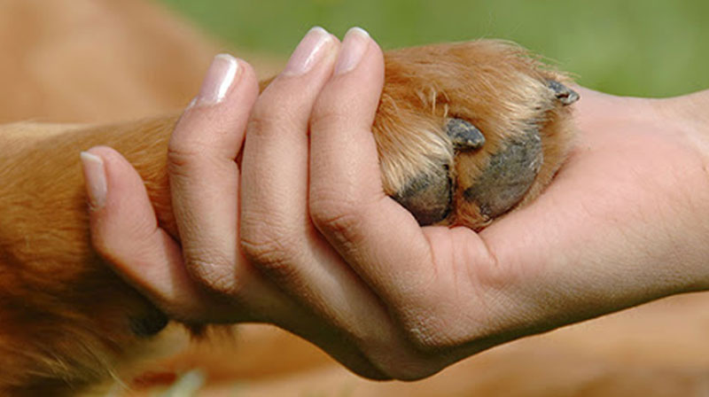 Protección animal Protección animal