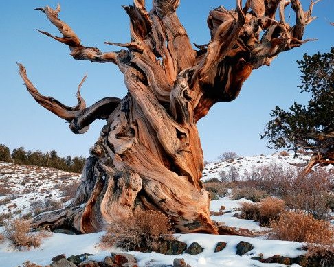 Matusalén, este pino bien longevo, es considerado el organismo no clonado más antiguo, los expertos estiman que tenga más de 4850 años de vida. Se encuentra en el Bosque Nacional Inyo, en el centro de California, de los Estados Unidos. Matusalén, este pino bien longevo, es considerado el organismo no clonado más antiguo, los expertos estiman que tenga más de 4850 años de vida. Se encuentra en el Bosque Nacional Inyo, en el centro de California, de los Estados Unidos.
