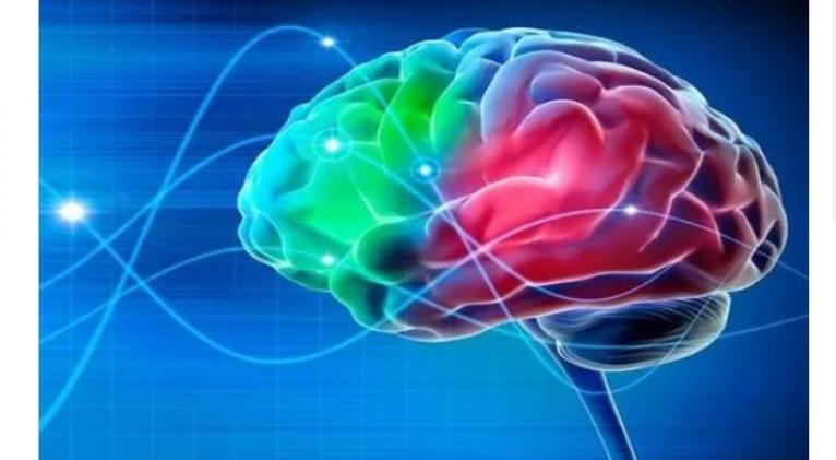 El cerebro El cerebro