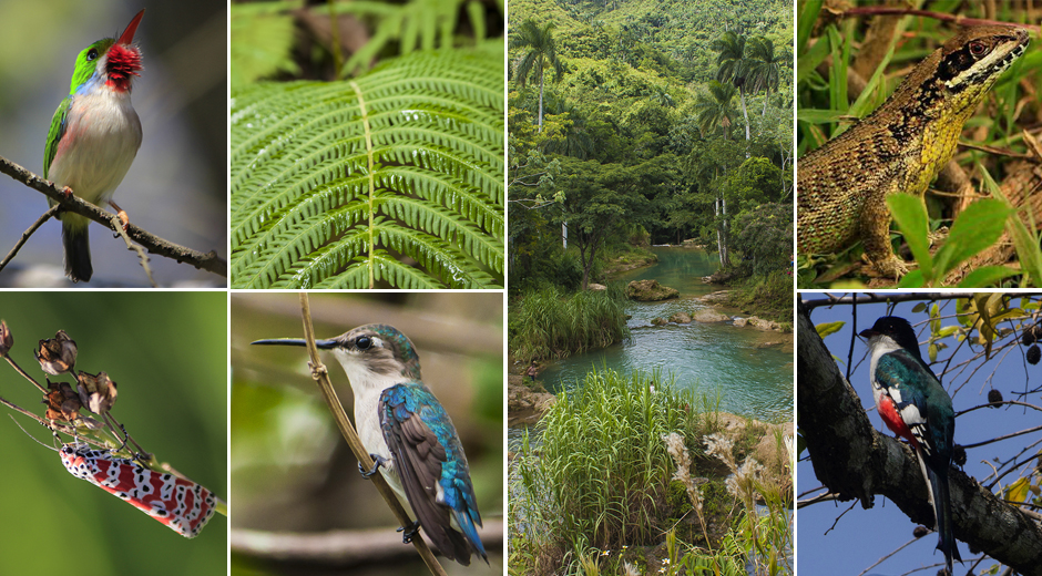 Biodiversidad cubana