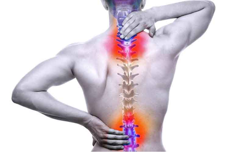 Médula espinal Médula espinal