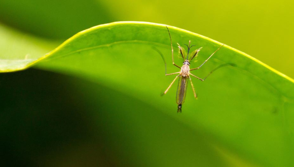 Entre las enfermedades transmitidas por mosquitos se encuentran el dengue, la fiebre amarilla, el chikungunya y el zika. Foto: Shardar Tarikul Islam/ Unsplash.