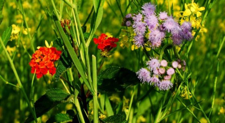 Plantas endémicas Plantas endémicas