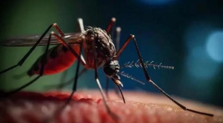 Arbovirosis Arbovirosis