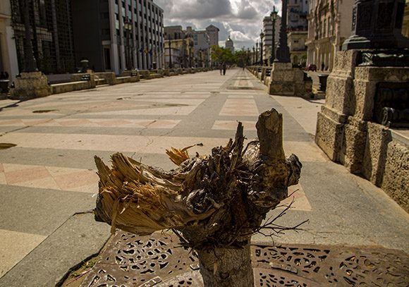 Los árboles del Prado habanero Los árboles del Prado habanero