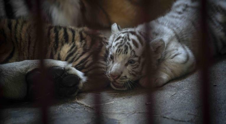 Un cachorro de tigre de Bengala blanco descansa con su madre y hermanos en el Zoológico Nacional de Cuba, en La Habana, Cuba, el jueves 15 de abril de 2021. AP Foto / Ramón Espinosa