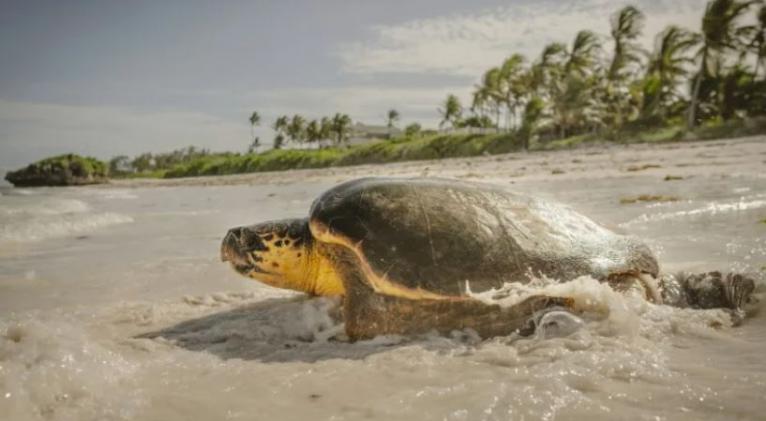  Tortugas marinas en Cuba